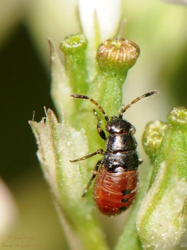 Acompus rufipes